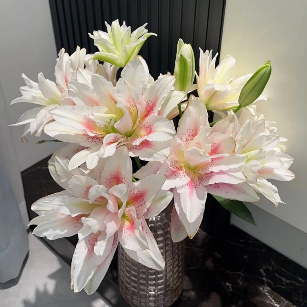 【一品花集】【哈维拉】重瓣百合10-12个花苞