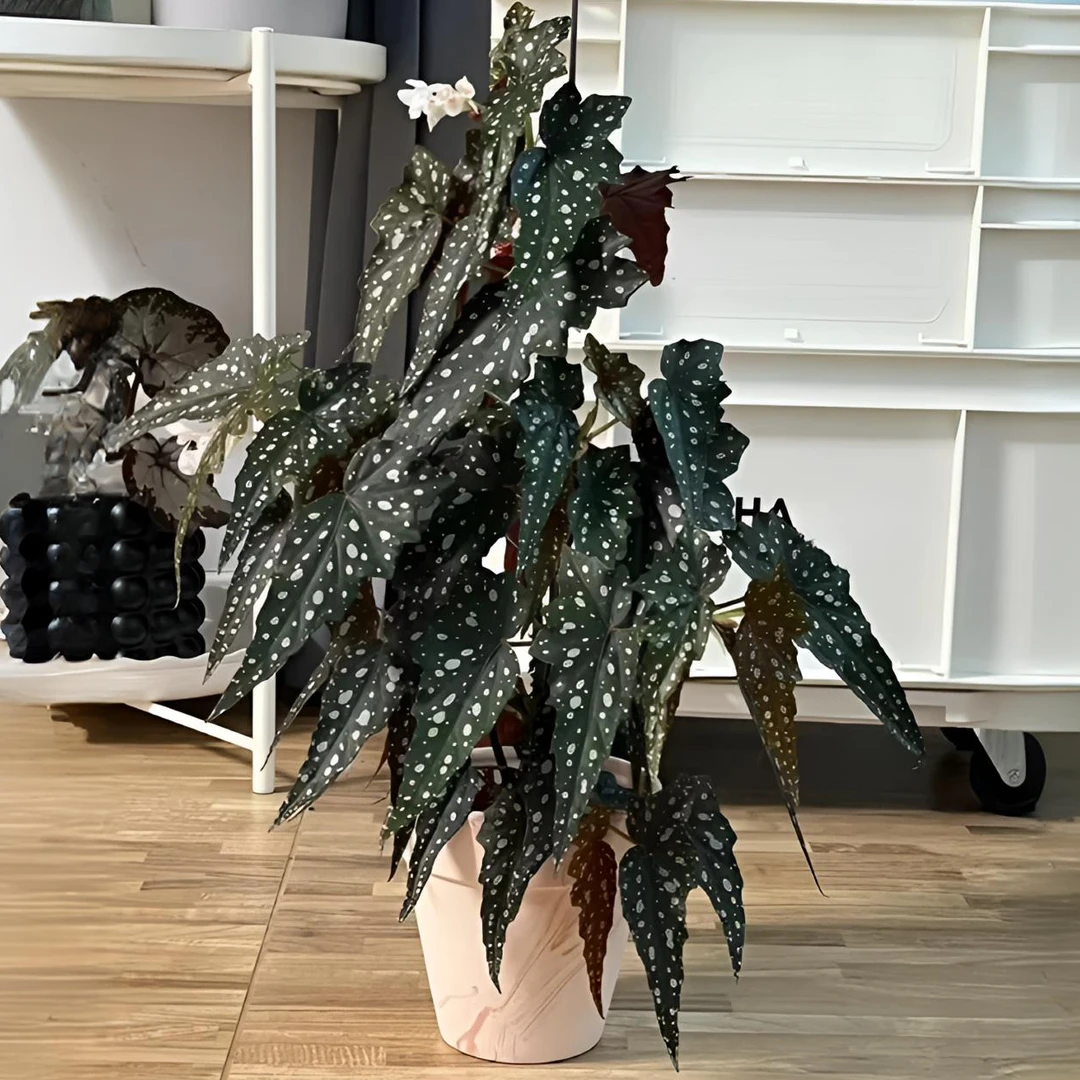 沙丁鱼秋海棠 ins风网红绿植盆栽室内阳欧式植物花卉