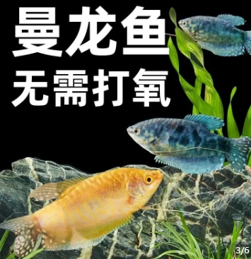 【曼龙鱼2条】颜色随机福袋包邮不报损