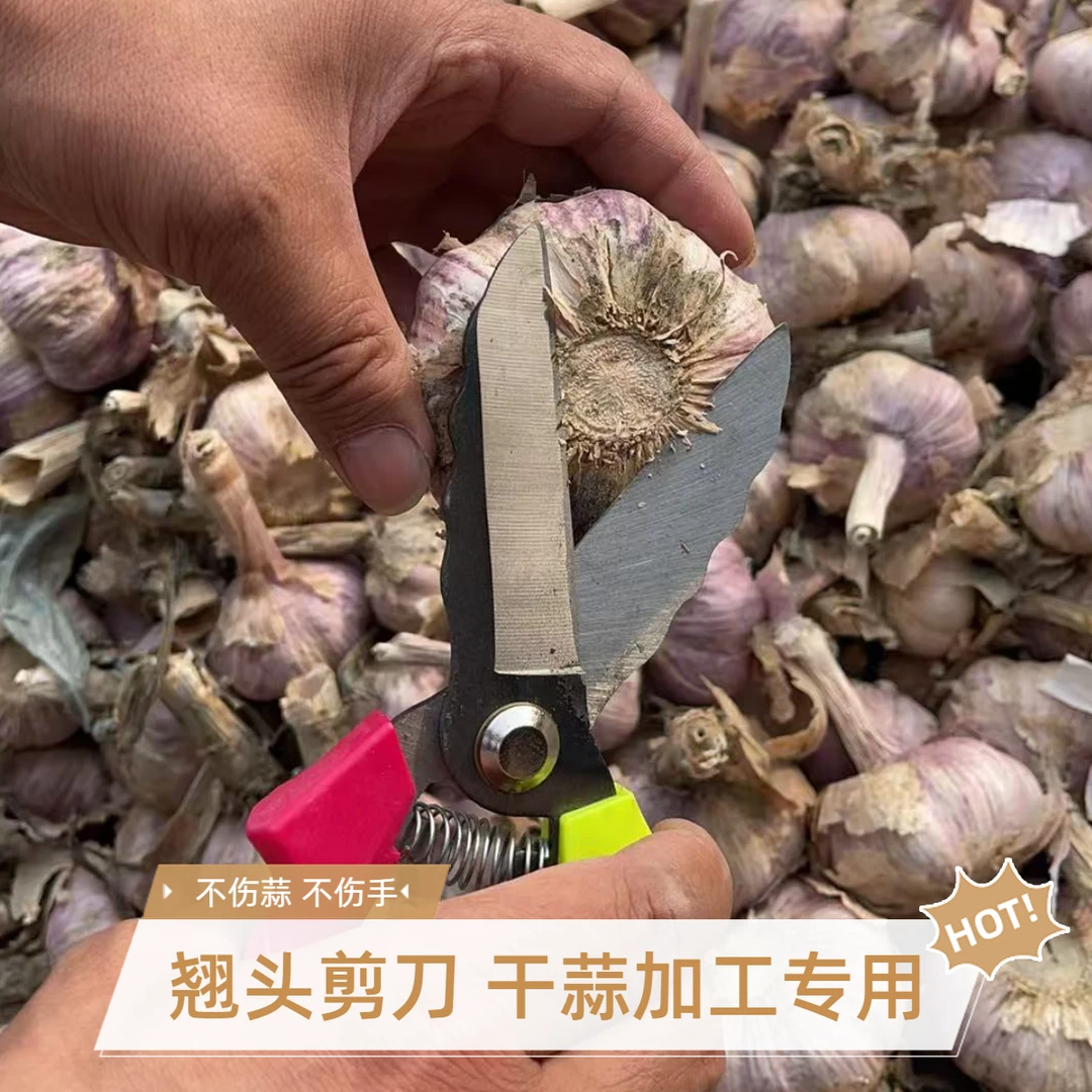 翘头剪刀新款干蒜加工弯刀设计不伤蒜不伤手轻松去两头根须剪蒜刀