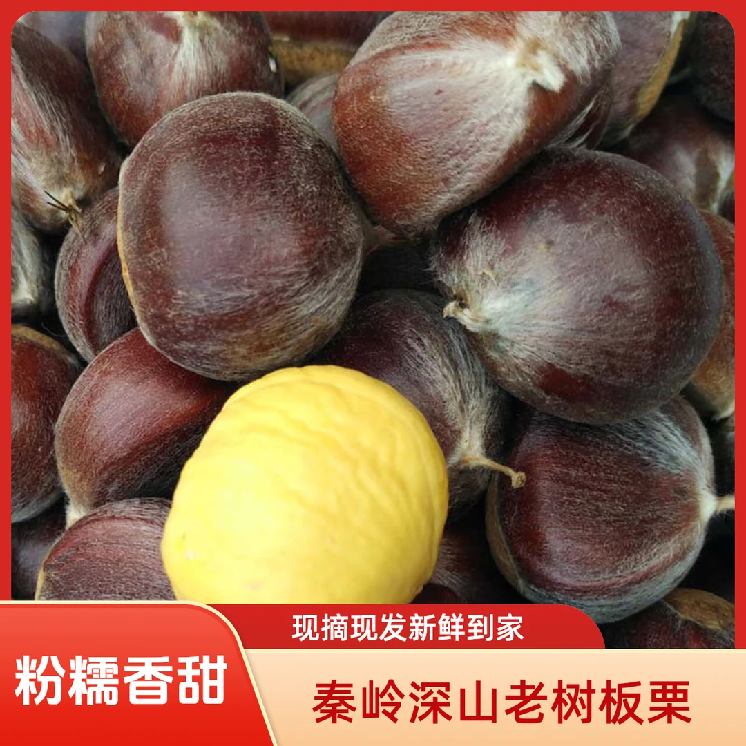 限量特价【现摘现发】秦岭老树板栗2025当季板栗新鲜板栗粉糯香甜