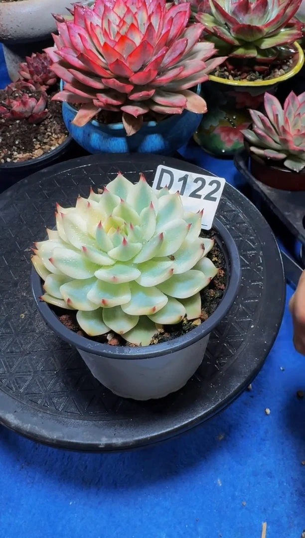 D121吉娃娃锦-----