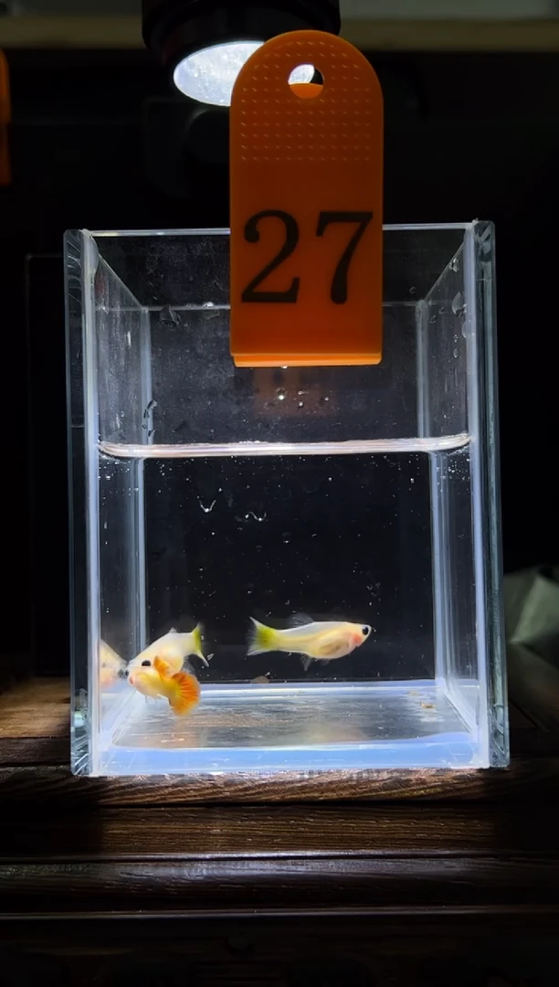 孔雀鱼皇家日落普通体27