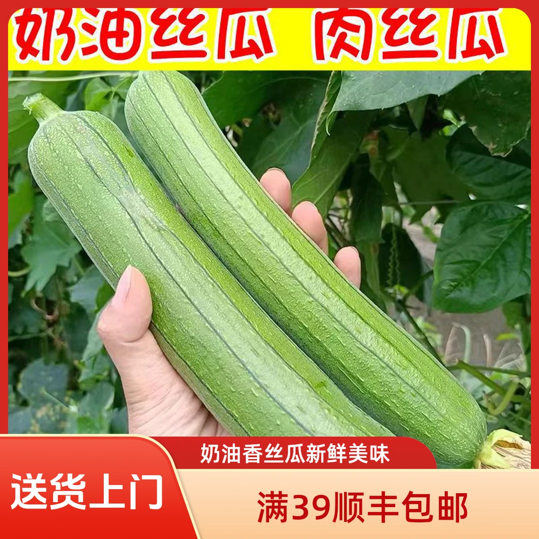 奶油香丝瓜约500g【全店满39顺丰包邮】丝瓜同城配
