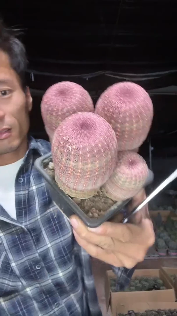 实生多头红太阳59.99