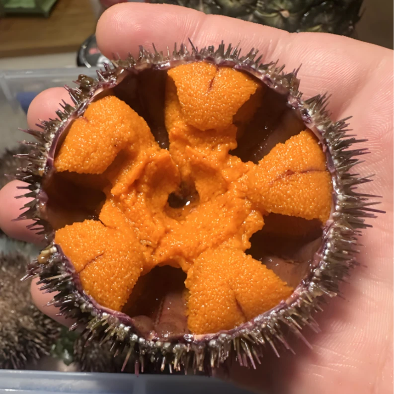 马粪海胆-鲜活/饱满度高-即食/蒸蛋/刺身