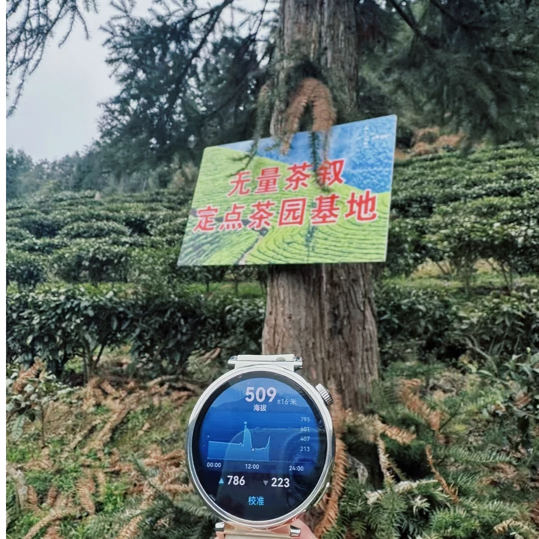 黄金茶2025年新茶上市 核心产区吕洞山黄金茶村 无量茶叙自产自销