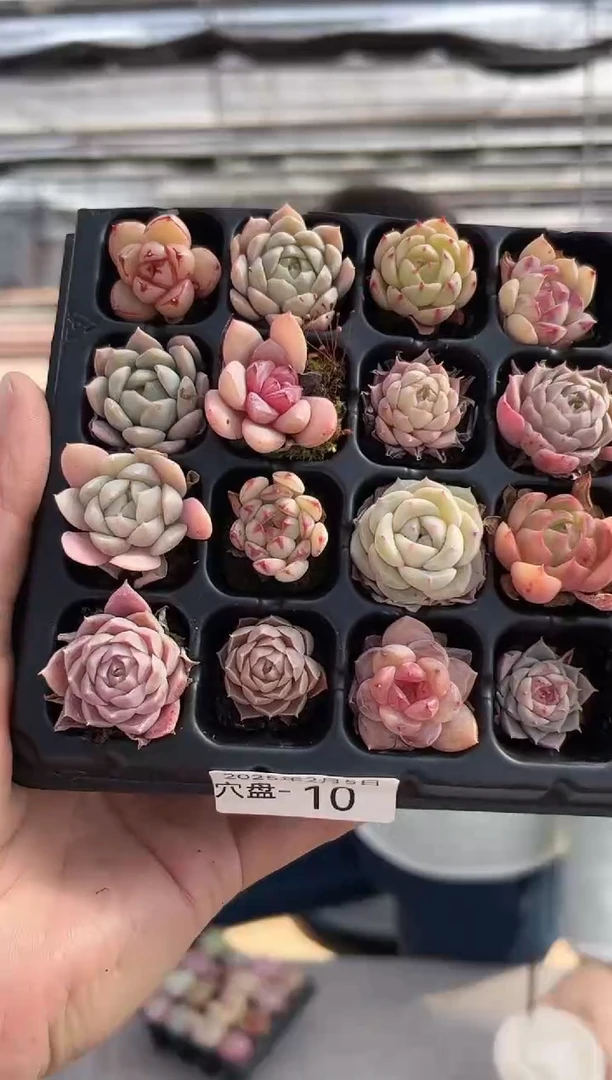 【闪购商品】穴盘-10