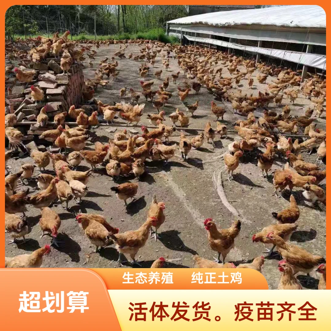 宠物活体鸡安徽淮南草麻羽鸡观赏宠物鸡饲养家养鸡净重2-2.5斤