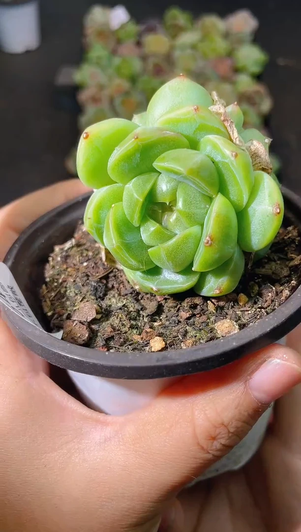 549新绿珍妮群一物一拍
