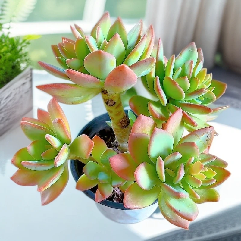 【老桩芒果美人】【满9.9包邮】星花怒放阳台露台办公多肉植物栽种养