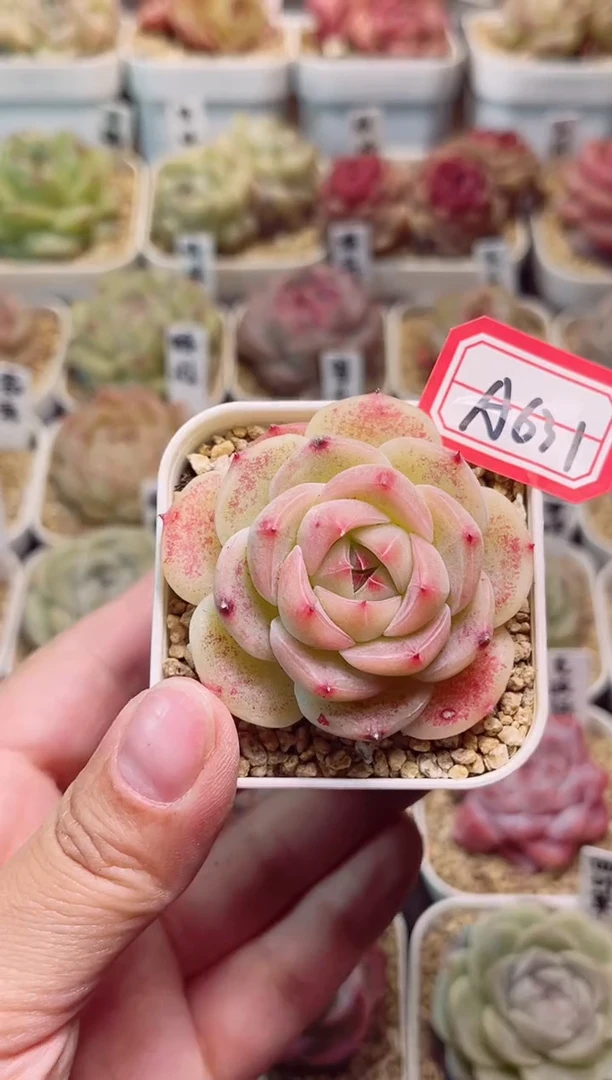 A631菩提一物一拍