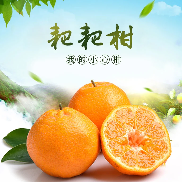 精品耙耙柑，自然熟精品耙耙柑，9分甜一分天然果酸，无科技与很活