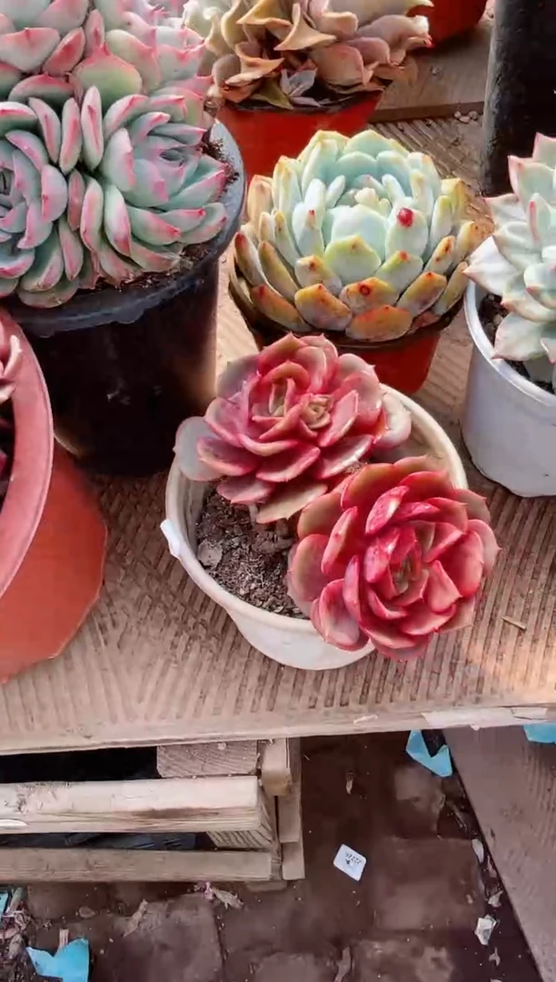 【闪购商品】22364