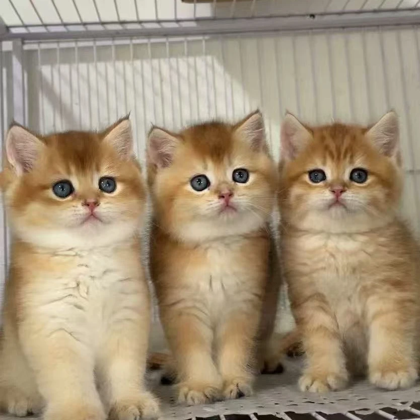 【杠上花猫家 】宠物活体链接