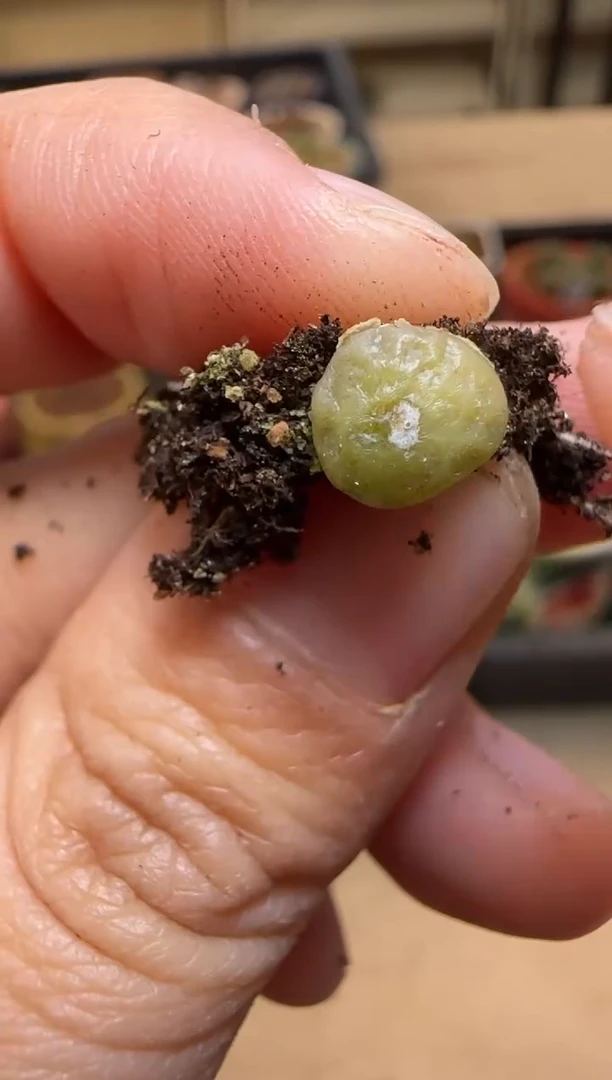 【闪购商品】7---4