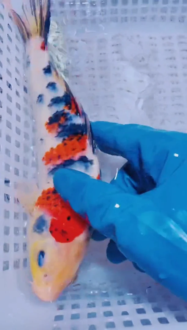 锦鲤血统锦鲤全场包邮50