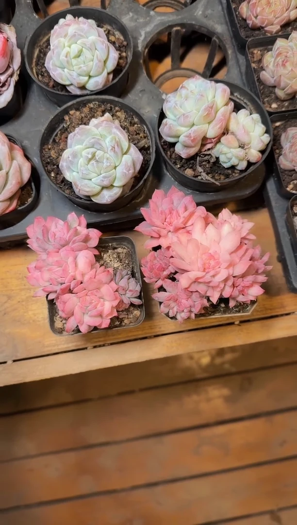 70#3-4头火焰杯锦（4-6cm）脱土