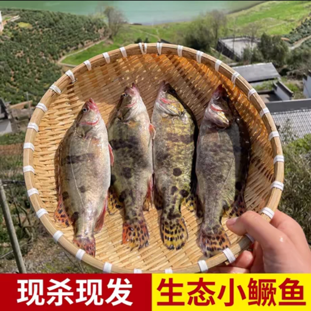 农村土鳜鱼仔小鳜鱼锯鱼新鲜宰杀发货