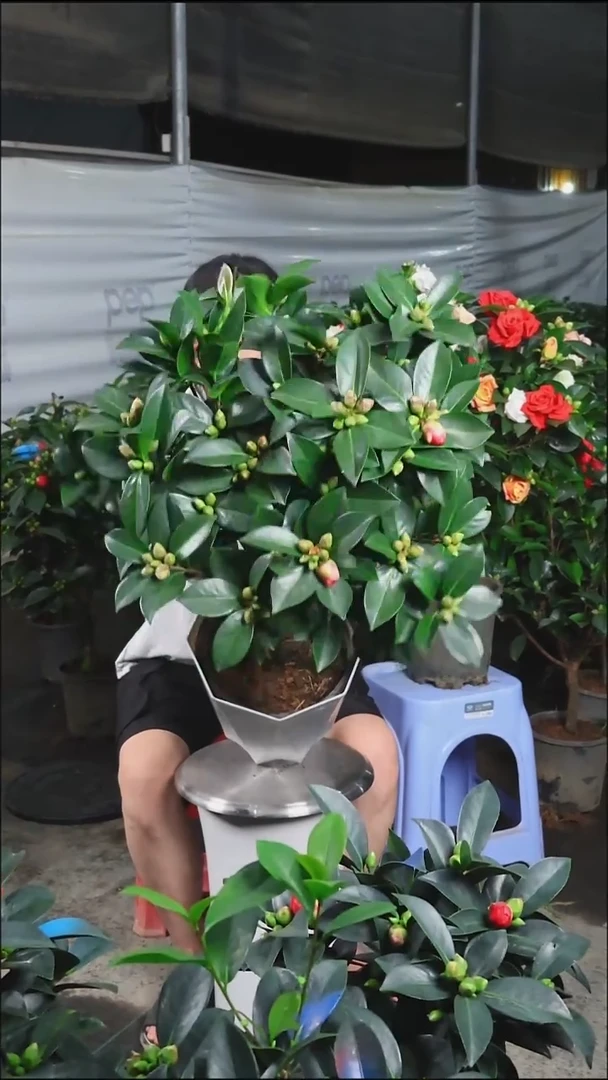 完全开放宋****学茶花中国红纯红色