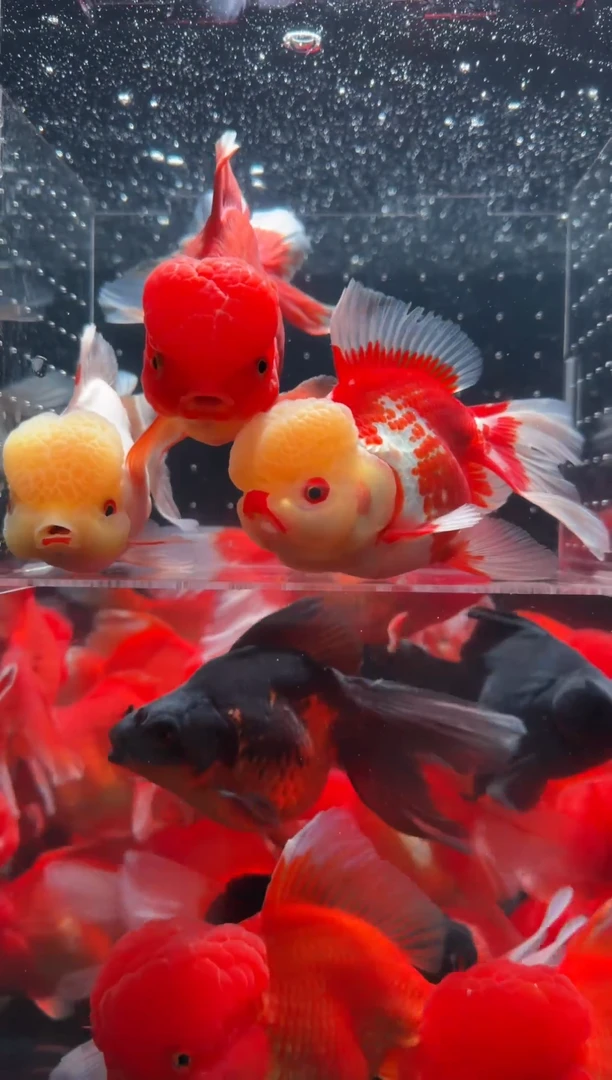 金鱼鱼之源一物一拍链接/无开箱视频不售后