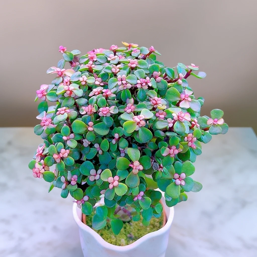 三岁家 金枝玉叶 带盆发 多肉植物室内玫瑰绿植花盆