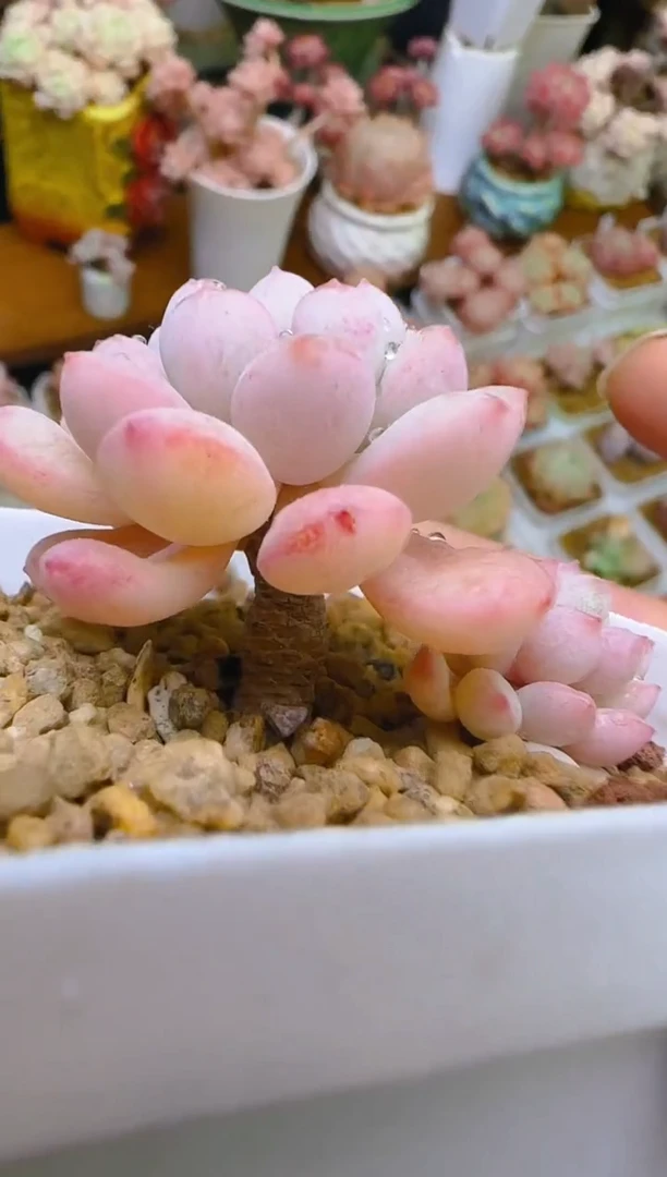 【闪购商品】喜—208—仙农（香妃）