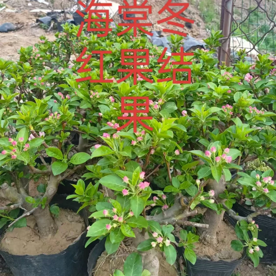 海棠冬红果亚当清园处理