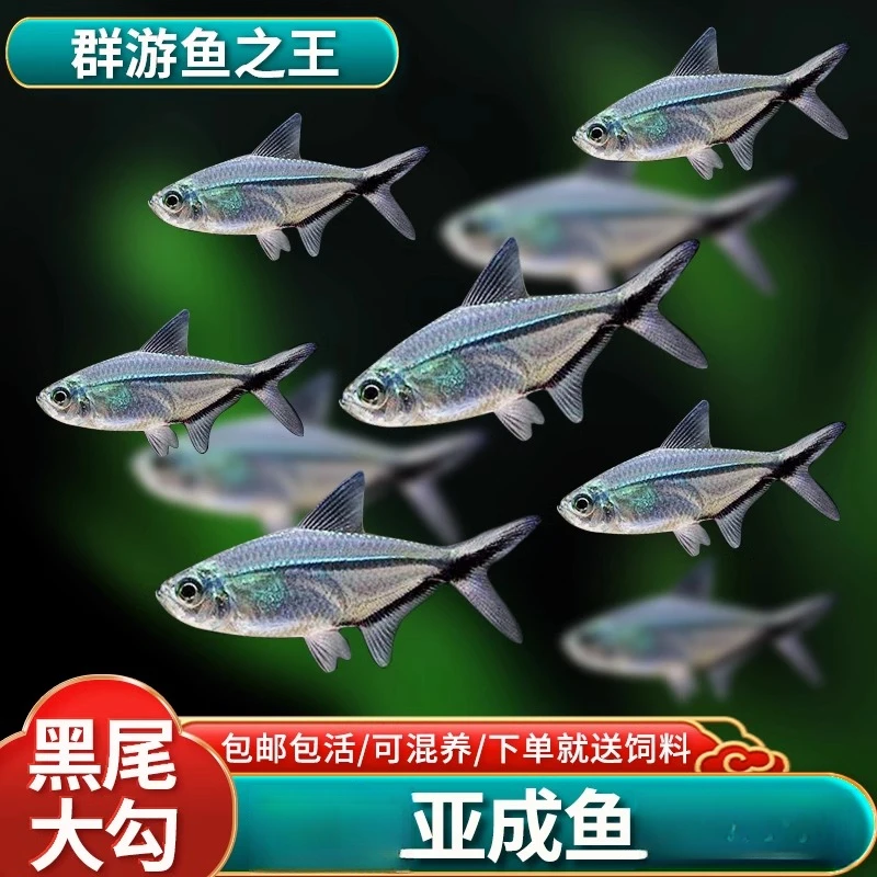 黑尾大勾观赏鱼群游鱼小型热带观赏鱼活体淡水好养好养耐寒小鱼