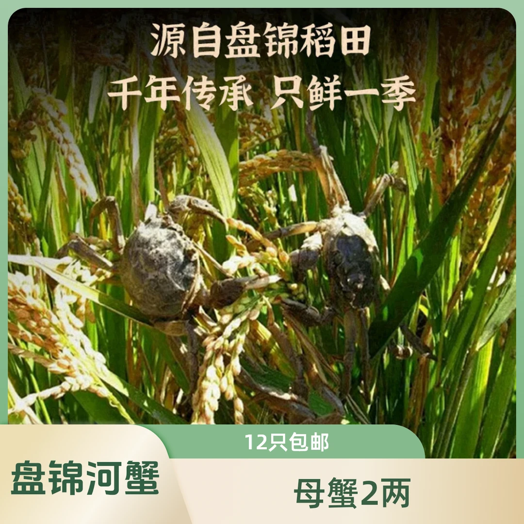 【活蟹】盘锦河蟹母蟹 2-1.7两 12只 顺丰包邮