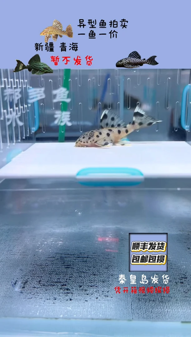 清道夫5.2不包入缸损78