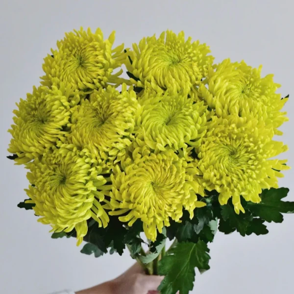 A级足球绿小菊鲜切花适合家用送人