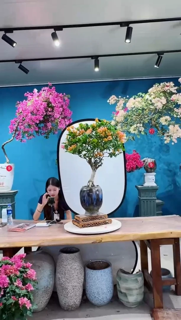 全部花朵变色龙三角梅