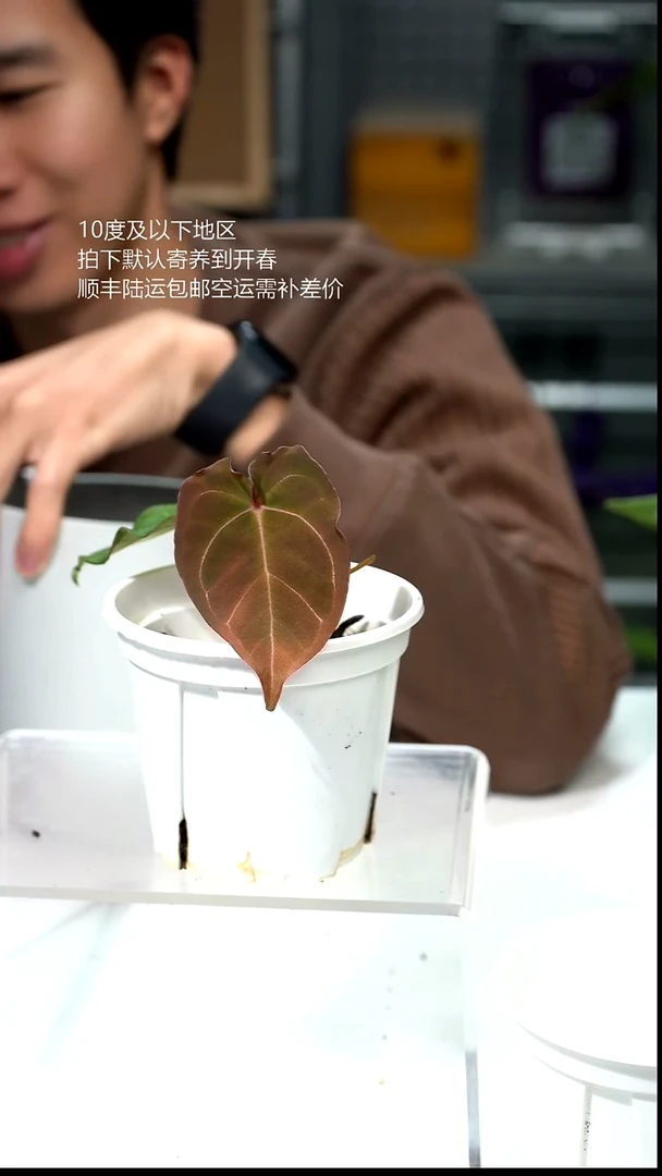 完全开放037-绯月