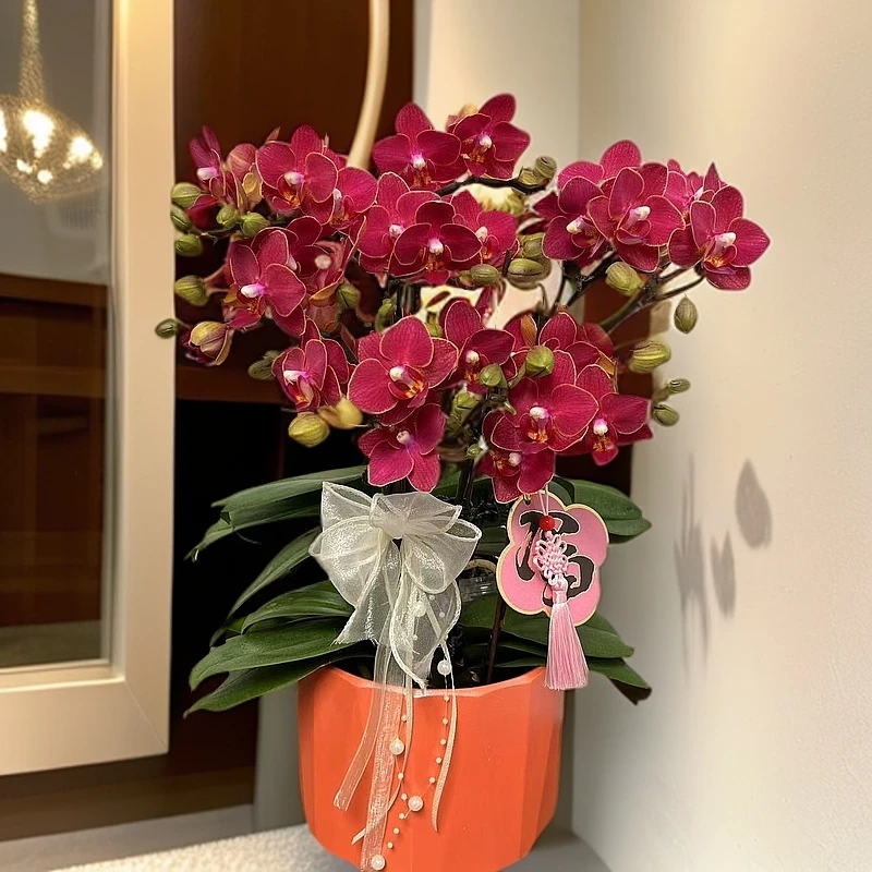 [茱莉亚] 5A欧品高端蝴蝶兰室内客厅花卉（金边满堂红）