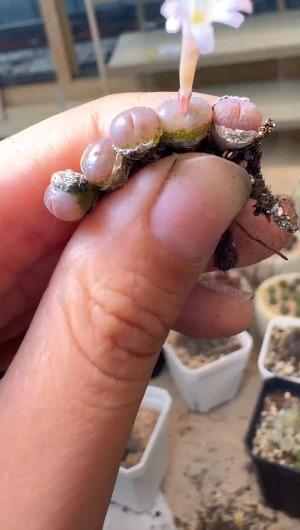 多肉植物肉锥16-334