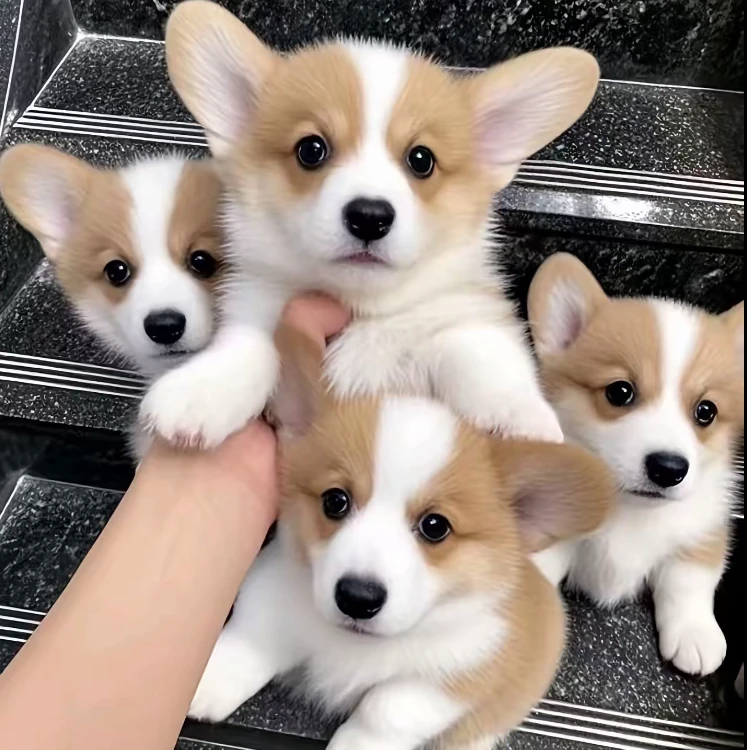 可爱小短腿小柯基宠物狗黄白双色柯基犬