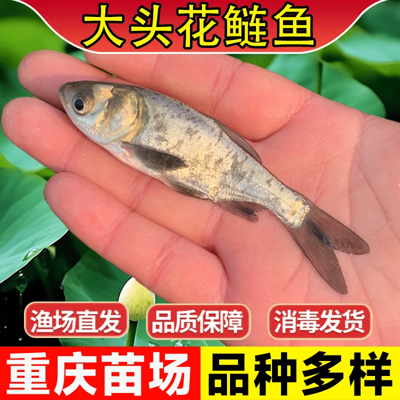 大花鲢鱼苗淡水养殖食用鲢鳙鱼苗胖头鱼雄鱼大头鱼草鱼小鱼苗批发