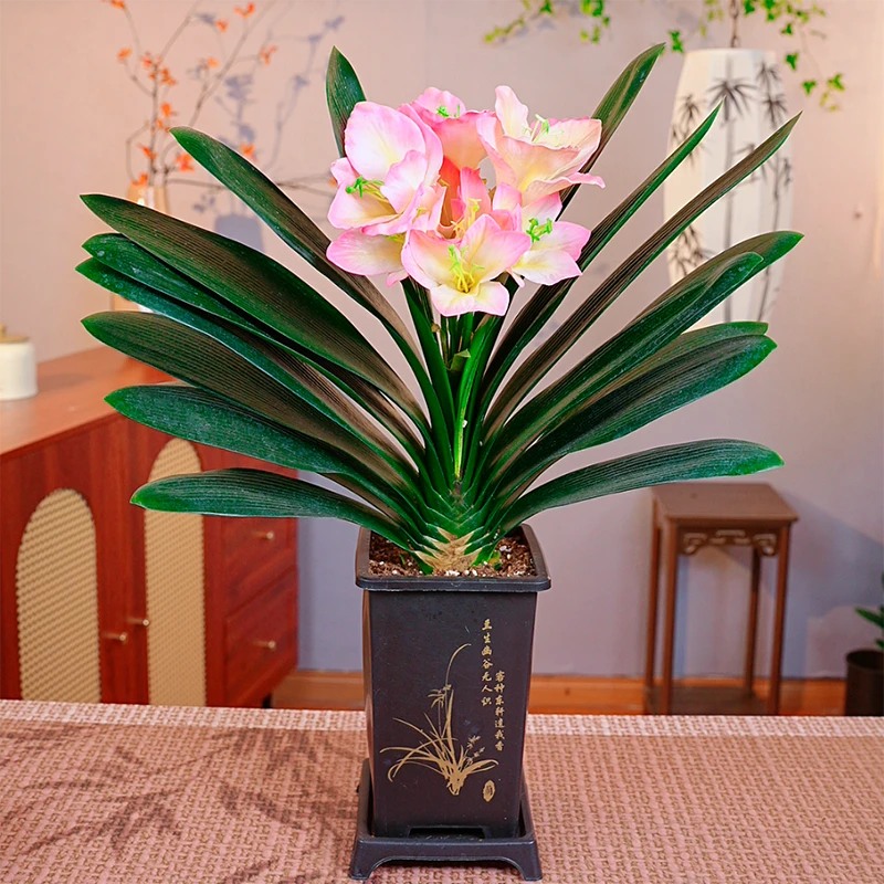 【精品粉美人 】君子兰带盆带土发货室内易活绿植花卉四季常青好养