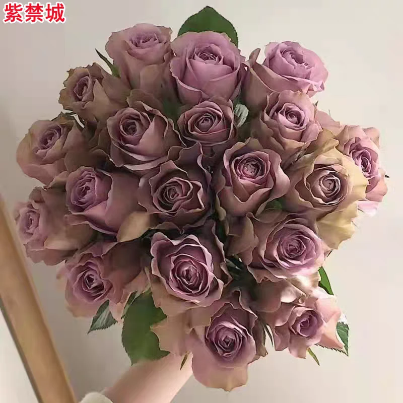 超新品切花 紫禁城月季苗 复古紫多季开花庭院阳台盆栽玫瑰花苗