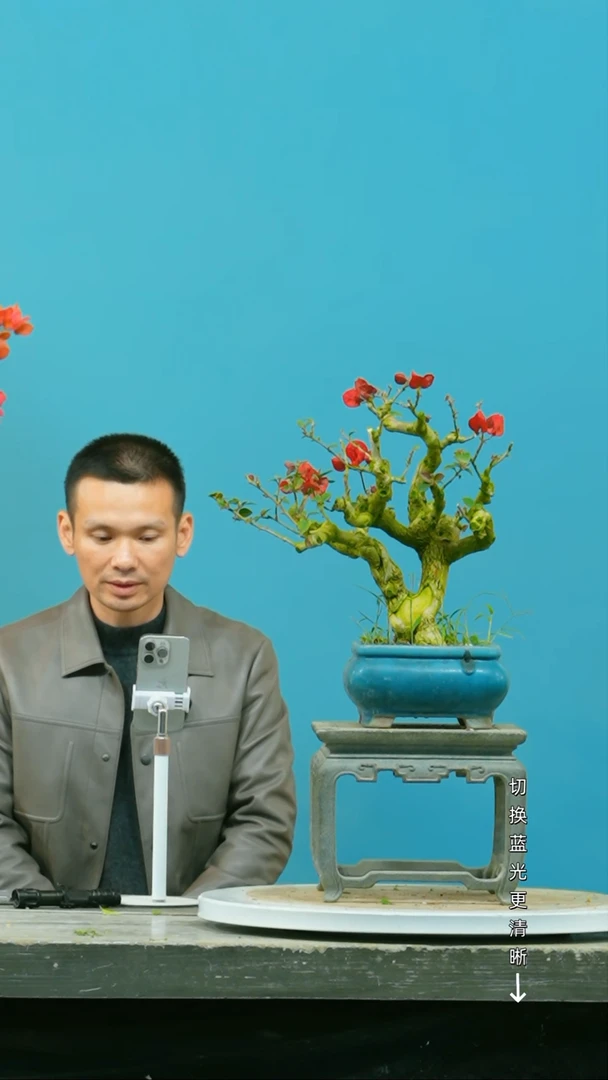 【闪购商品】盆景三角梅盆景