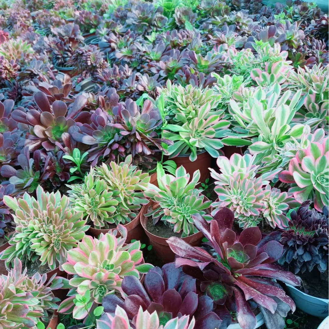 法师小苗脱土裸根发货包邮不包损