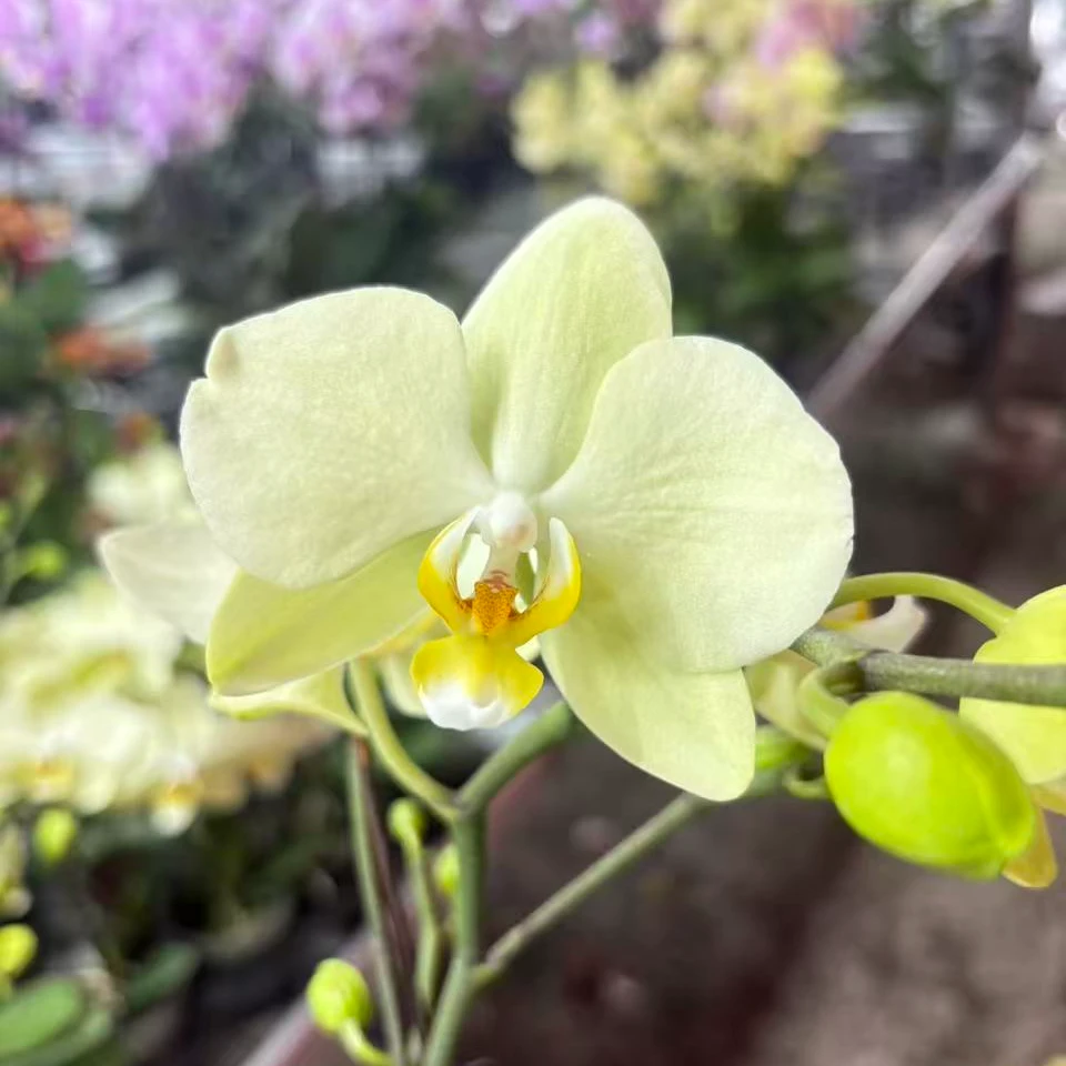 【卡利】绿植盆栽桌面款清新款盆栽