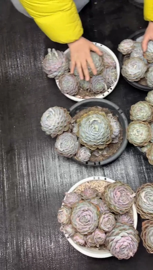 【闪购商品】59-挑大的蓝色惊喜群18.8