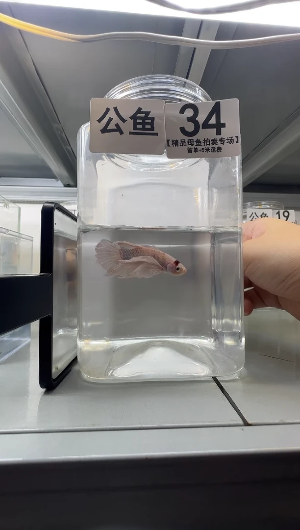 斗鱼公鱼编号：34
