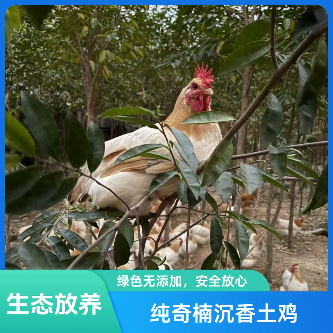 宠物鸡 活体发货（包邮）