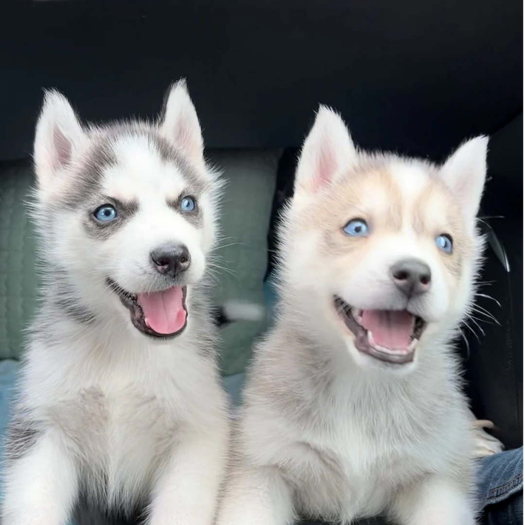 哈士奇幼犬活体狗狗 烟灰色哈士奇 黑白色二哈双蓝颜三把火宠物狗