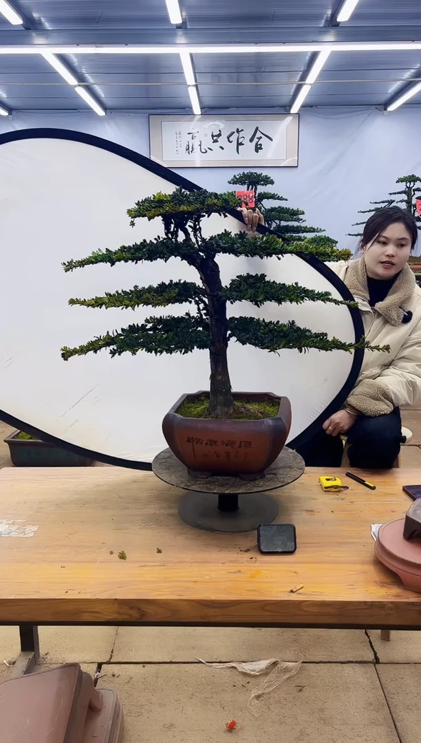 【闪购商品】高端盆景一物一拍，所见即所得