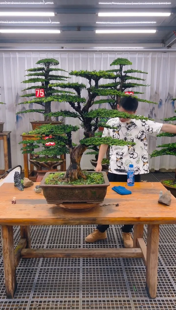 无花朵H***y精品盆景直播间一物一拍