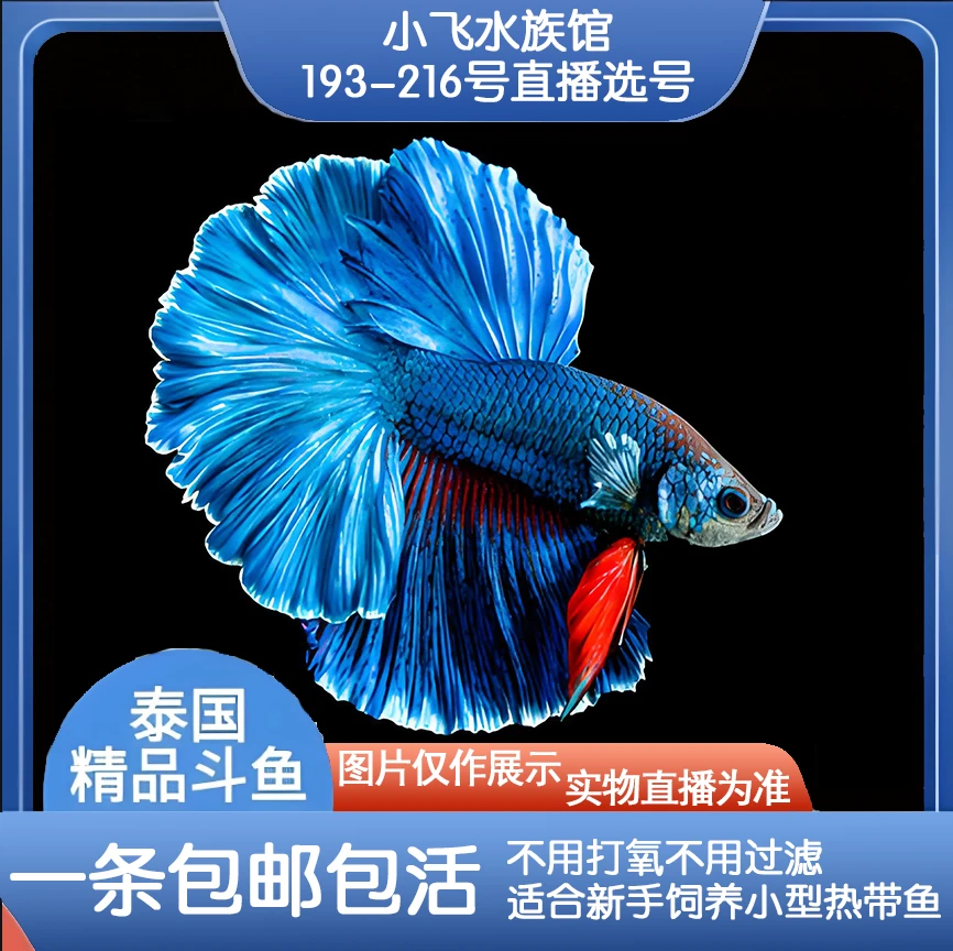 编号193-216号直播间泰国斗鱼五彩观赏鱼 活体半月将军斗鱼